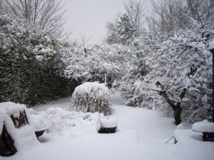 The garden