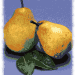 Pears