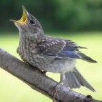 fledgling