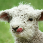lamb