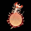 Phoenix Sun Cloth